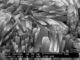 পেট্রোকেমিক্যাল শিল্পের জন্য অনুঘটক হিসাবে সিন্থেটিক Mordenite আণবিক ছোঁয়া